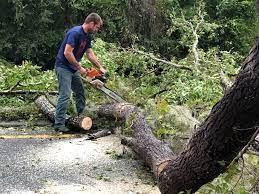  Kerrville, TX Tree Services Pros