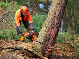 Best Tree Mulching  in Kerrville, TX