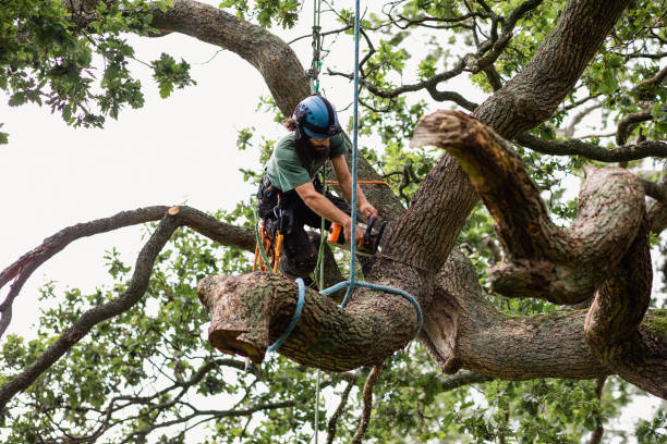 Best Tree Planting  in Kerrville, TX