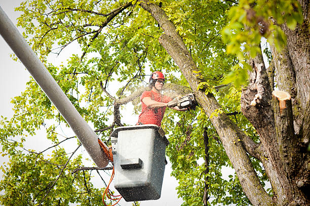 How Our Tree Care Process Works  in  Kerrville, TX