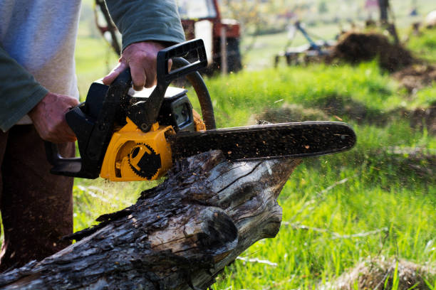 Professional Tree Services in Kerrville, TX