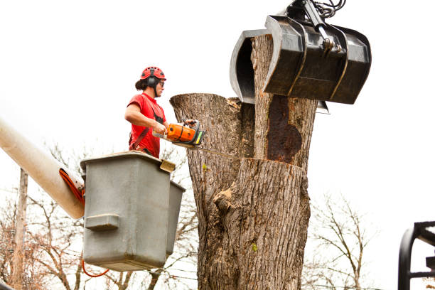 Best Emergency Tree Removal  in Kerrville, TX